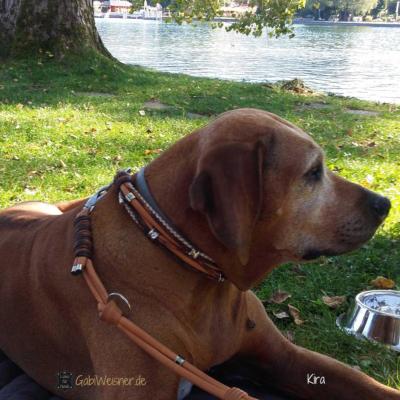 Hundehalsband-Leine-Rhodesian-Ridgeback-Kira-tegernsee