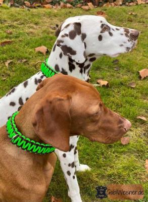 Hundehalsband-Neon-Grün-Braun-Bonnie-Noia