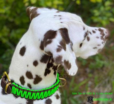 Hundehalsband-Neon-gruen-Leder-3-cm-breit-verstellbar-Noia