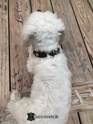 Hundehalsband-Pfoten-Leder-kleine-Hunde-braun-schnee