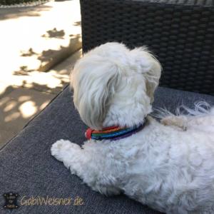 Hundehalsband-Regenbogen-3-cm-breit-11
