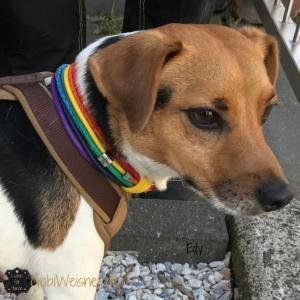 Hundehalsband-Regenbogen-3-cm-breit-EDY-4