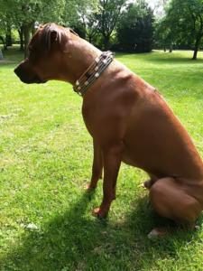 Hundehalsband-Rhodesian Ridgeback 5 cm breit