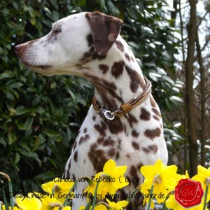 Hundehalsband-Rindleder-metallic-geflochten-10