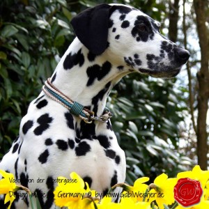 Hundehalsband-Rindleder-metallic-geflochten-7