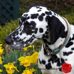 Hundehalsband-Rindleder-metallic-geflochten-8