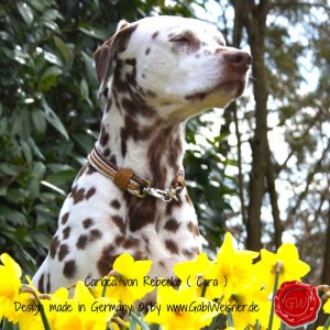Hundehalsband-Rindleder-metallic-geflochten-9