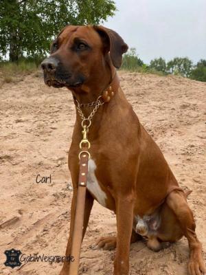 Hundehalsband-Zugstoppkette-Rhodesain-Ridgeback-Carl