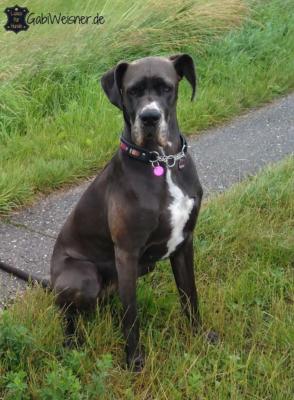 Hundehalsband-deutsche-Dogge-Baars