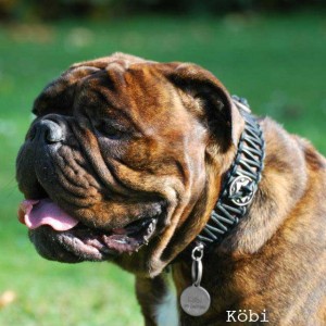 Hundehalsband-echt-Leder-Westerstyle-Köbi-1