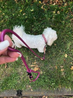 Hundehalsband-für-kleine-Hunde,-mit-Leine-schnee-2