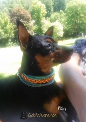 Hundehalsband-für-kleine-Hunde-Leder-Mix-in-Tuerkis-und-Orange-Ricky-1