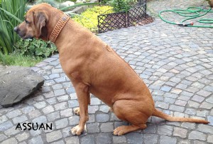 Hundehalsband-leder-assuan-1