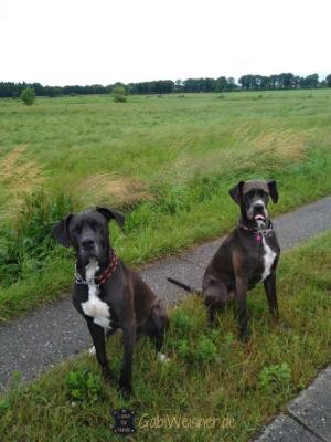 Hundehalsband-leder-deutsche-Doggen-Baars