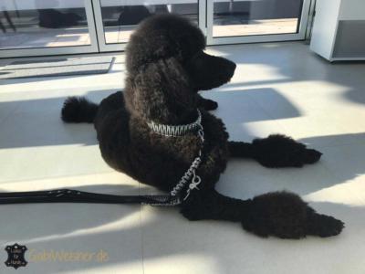 Hundehalsband-leine-silber glitzer strass swarovski 2