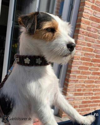 Hundehalsband-mit-Blumen-Leder-LINA-Anja-Holland