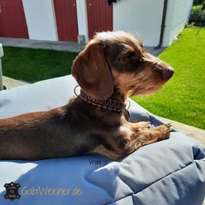 Hundehalsband-mit-Klickverschluss-Leder-25-mm-breit-für-kleine-Hunde-Dackel-Vroni-1