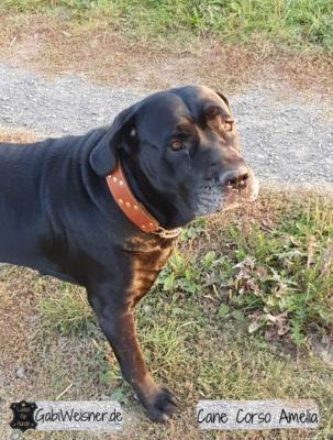 Hundehalsband-mit-Nieten-aus-Messing,-Leder-4-cm-extra-breit-Cane-Corso-Amelia