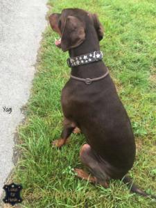 Hundehalsband-mit-Sternen-Yagi-1