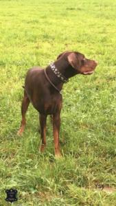 Hundehalsband-mit-Sternen-Yagi-2