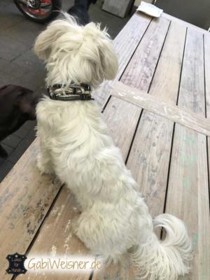 Hundehalsband-mit-Swarovski-Pandora-und-Tunnel-mit-Strass (1)