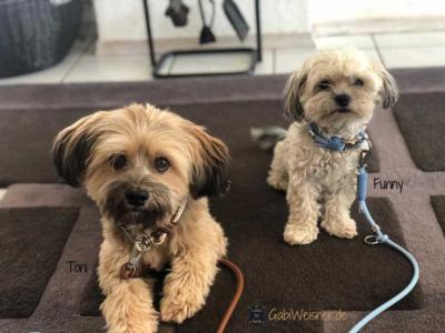 Hundehalsband-und-Leine-Toni-Funny