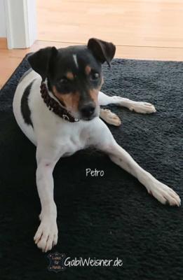Hundehalsband-und-Leine-für-kleine-Hunde-mit-4-Swarovski-Elements-Petro-3