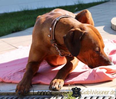 Hundehalsband Leder Braun Lennox- 5 (1)
