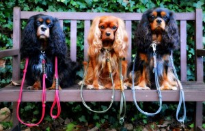 Hundehalsband Leder GabiWeisner