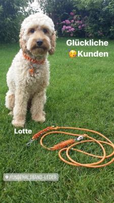 Hundehalsband Leder Pudel Orange