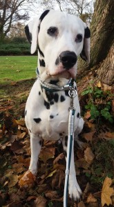 Hundehalsband Leder Samu-1