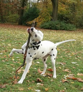 Hundehalsband Leder Samu-2