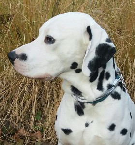 Hundehalsband Leder Samu-3