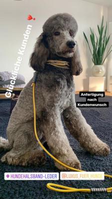 Hundehalsband Leder Schwarz Gelb Luxus für Hunde Gabi Weisner Großpudel