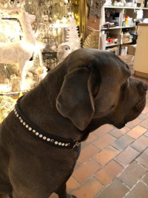 Hundehalsband Swarovski Leder 1