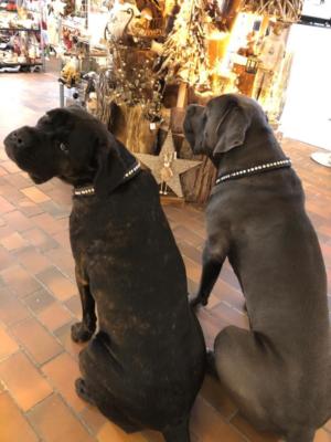 Hundehalsband Swarovski Leder 2