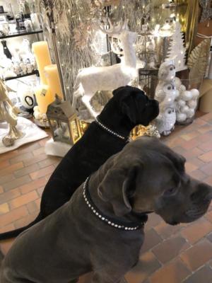Hundehalsband Swarovski Leder 3