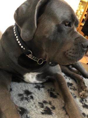 Hundehalsband Swarovski Leder 5