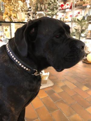 Hundehalsband Swarovski Leder 6