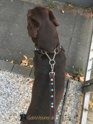 Hundehalsband indiander türkise leder braun tula 1