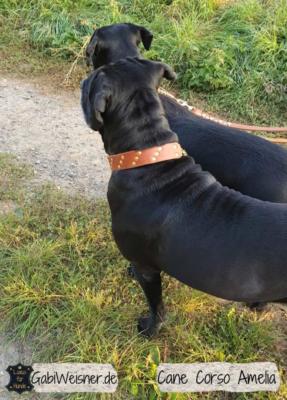 Hundehalsband mit Nieten -Messing Leder Cane Corso Amelia