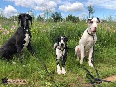 Hundeleine-mit-Handschlaufe-2-m-lang-2-cm-breit-3-Doggen