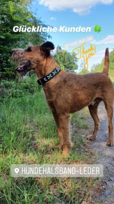 Irish Terrier Tyson 1