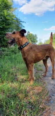 Irish Terrier Tyson 2