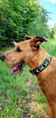 Irish Terrier Tyson 3