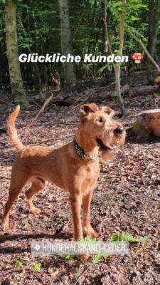 Irish Terrier Tyson 4 (1)