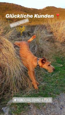 Irish Terrier Tyson 5 (1)