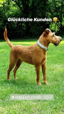 Irish Terrier Tyson 6 (1)