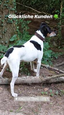 Jack Russel Terrier