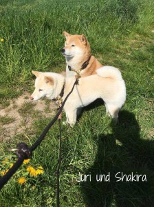 Juri-und-Shakira-2    